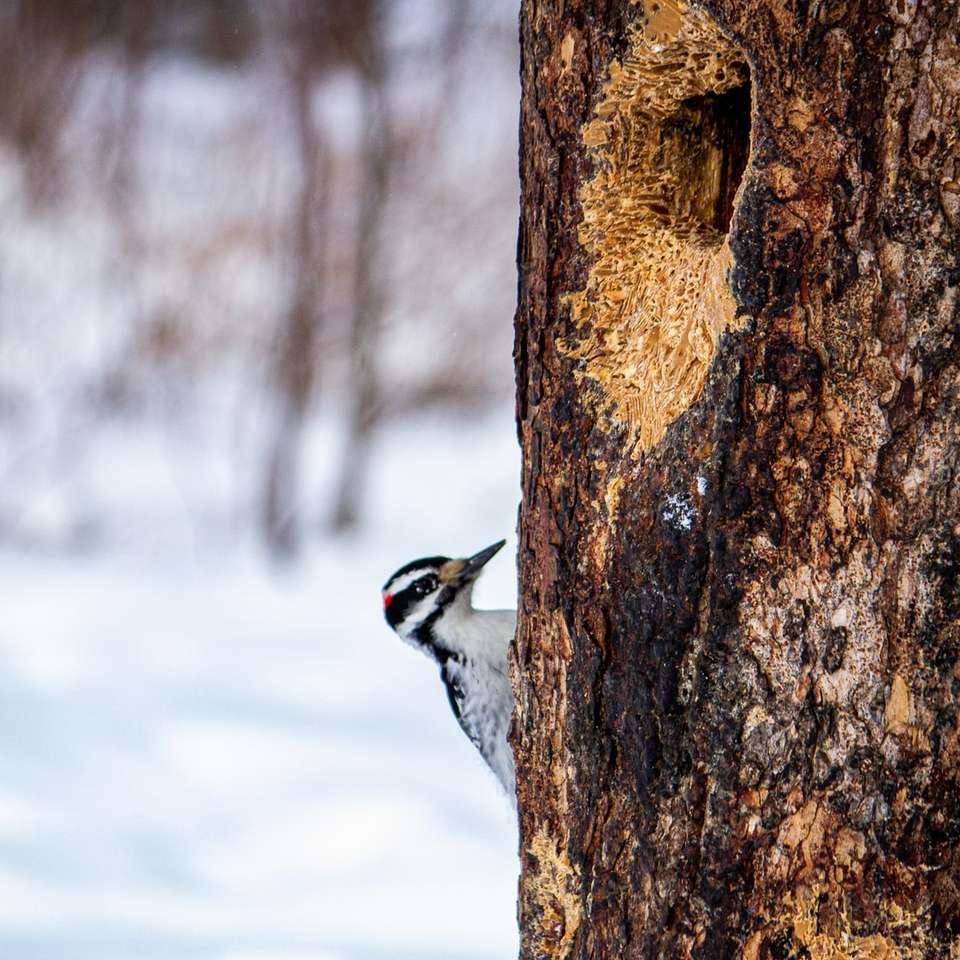 bílý a černý pták na hnědém kmeni stromu během dne skládačky online
