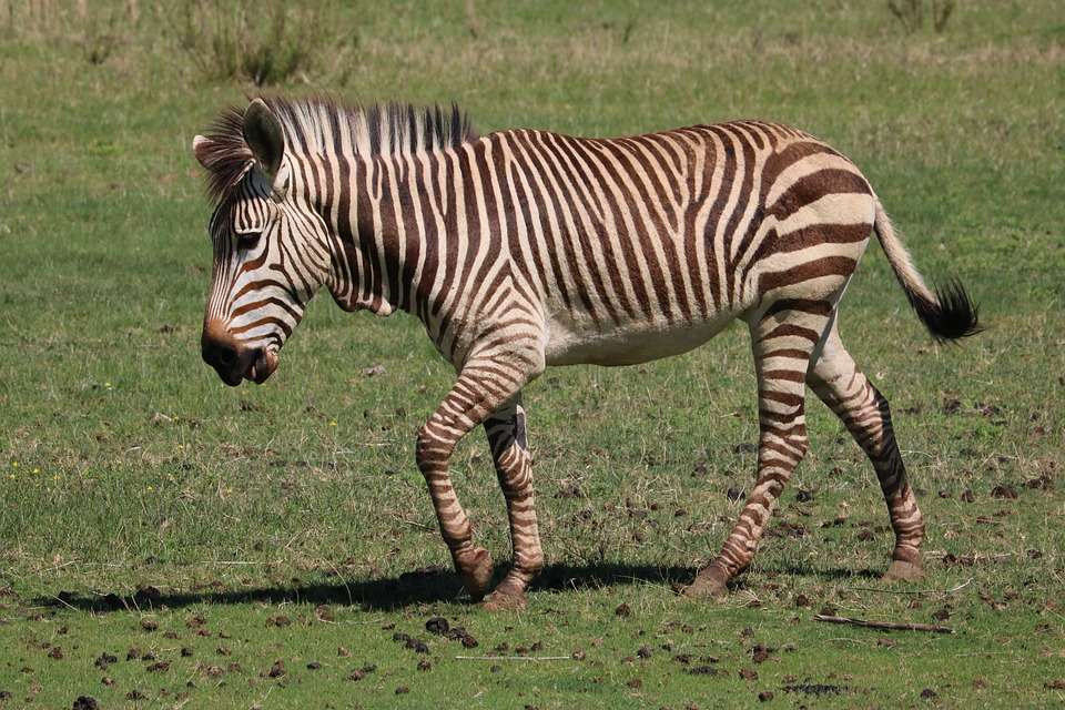zebra de munte puzzle online