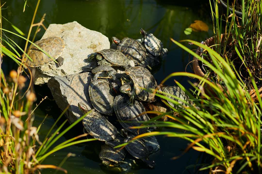 zwarte en grijze schildpad op grijze rots legpuzzel online