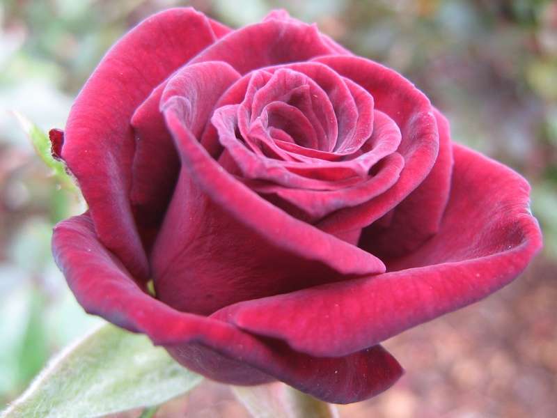 бордовая роза онлайн-пазл