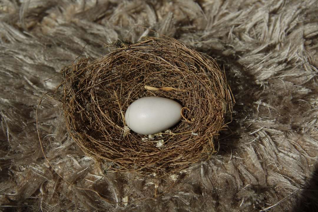 huevo blanco en nido marrón rompecabezas en línea
