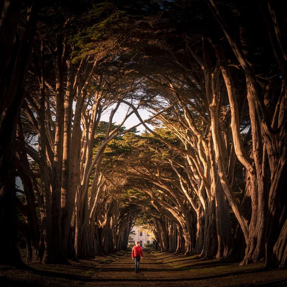 meisje in witte jas lopen op traject tussen kale bomen legpuzzel online