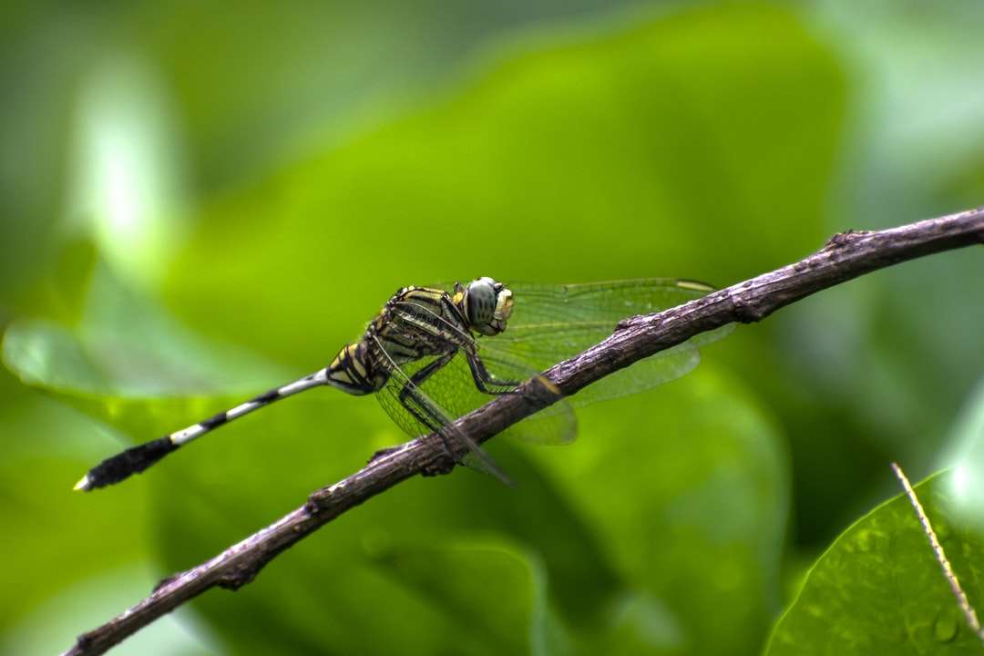 libélula preta e branca empoleirada em caule marrom quebra-cabeças online