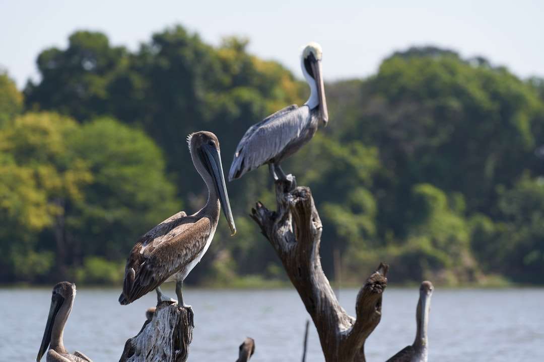 gray pelican perched on brown tree branch during daytime online puzzle