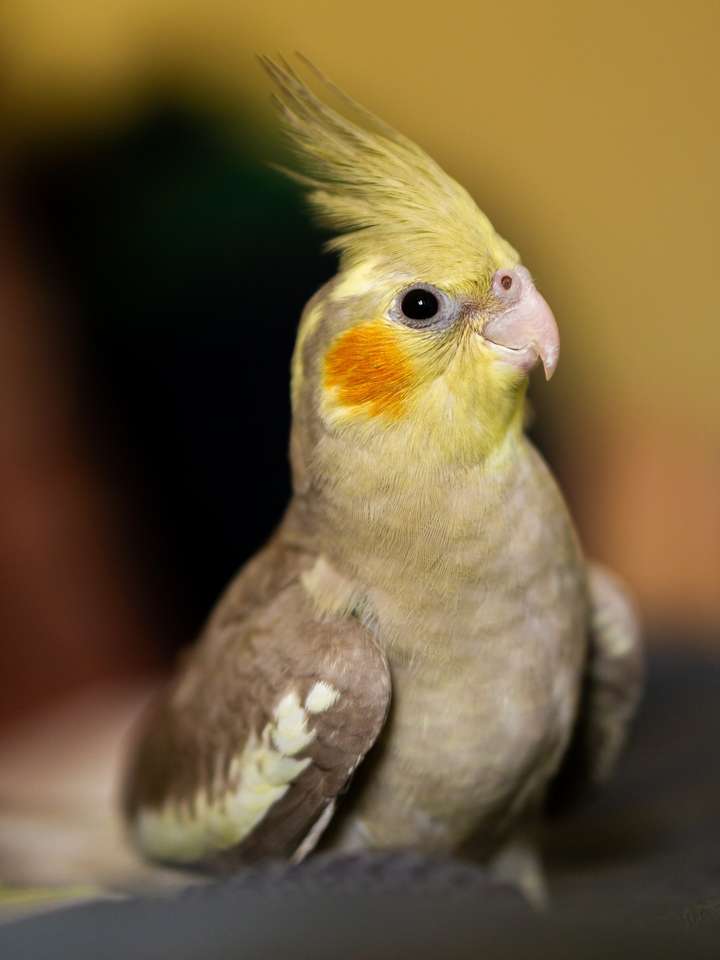 Papoušek víla skládačky online
