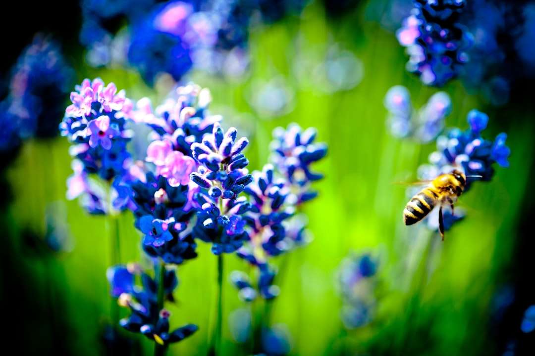 Honigbiene thront auf lila Blume in Nahaufnahmefotografie Puzzlespiel online