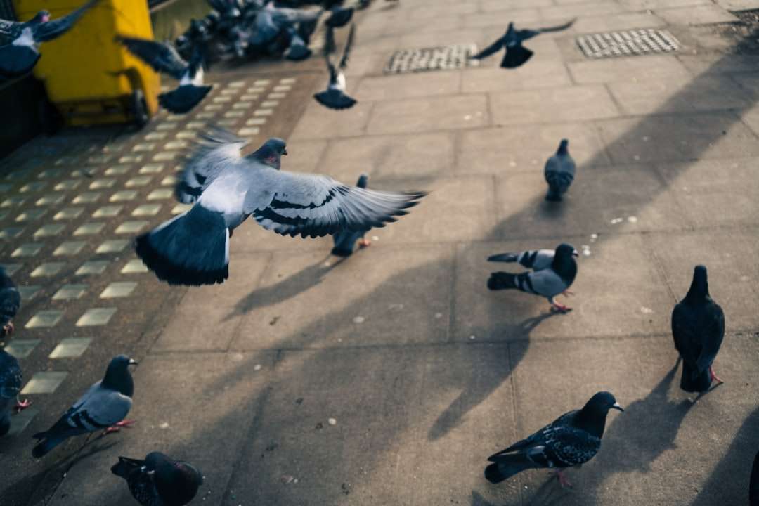 Bandada de palomas sobre suelo de hormigón gris rompecabezas en línea