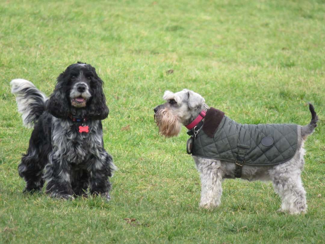 緑の芝生のフィールドに黒と白の長いコーティングされた小型犬 ジグソーパズルオンライン