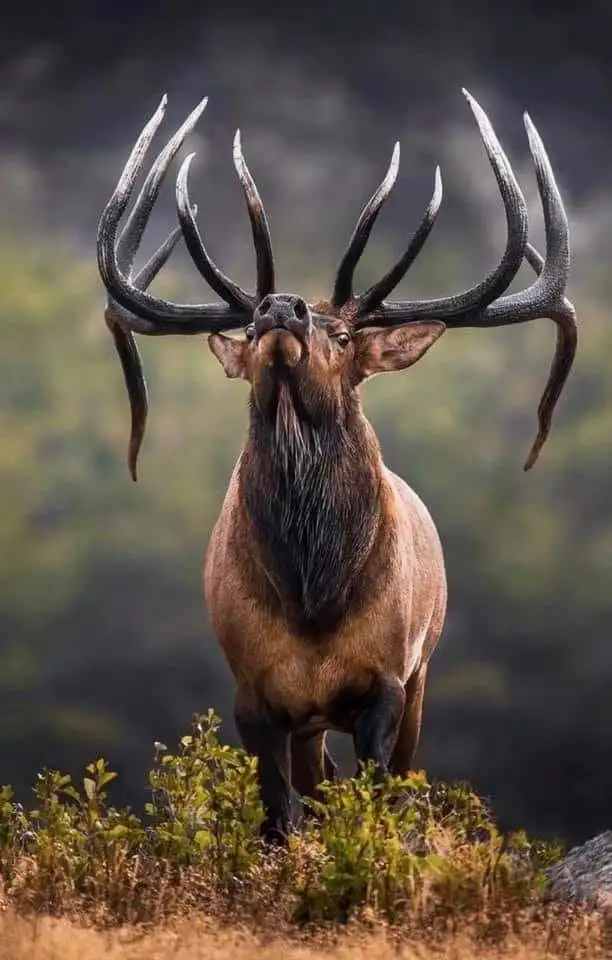 cuernos de venado - rompecabezas en línea