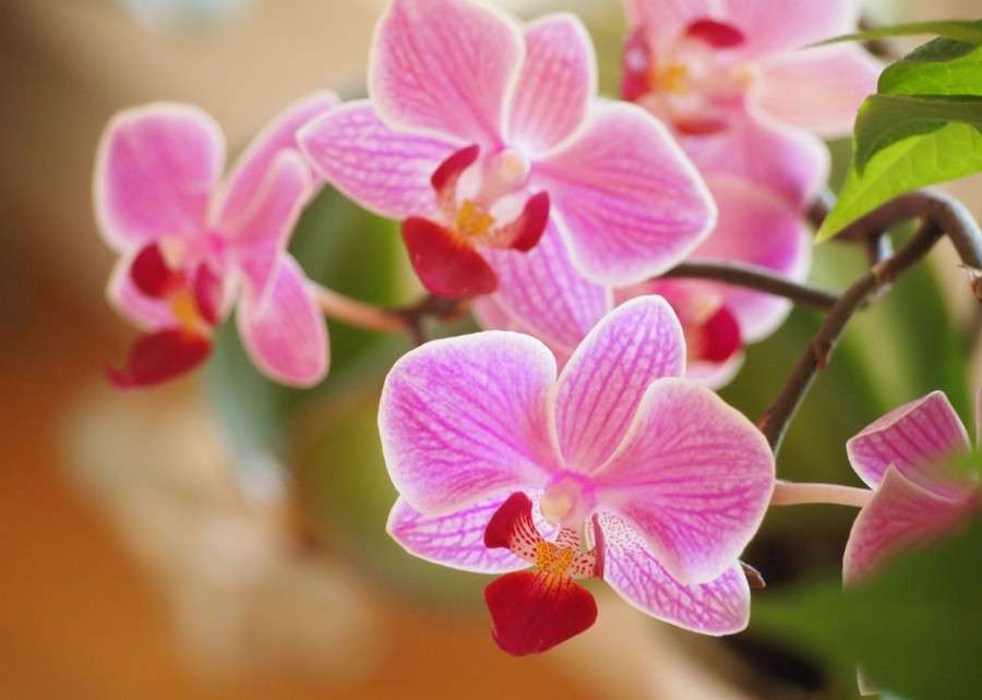 orquídea... rompecabezas en línea