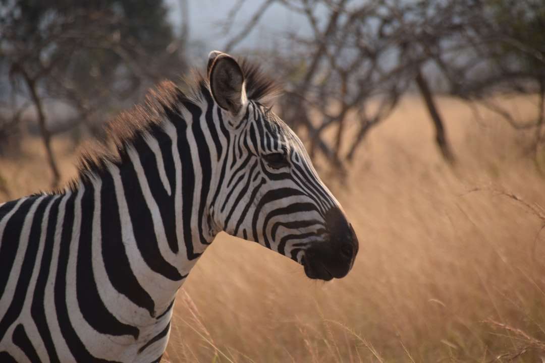 zebra står på fältet för brunt gräs under dagtid pussel på nätet