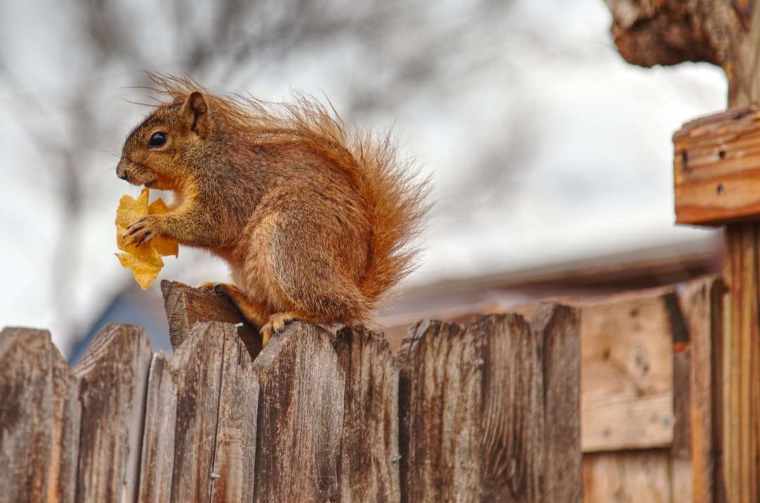 bruine eekhoorn op bruin houten hek overdag online puzzel