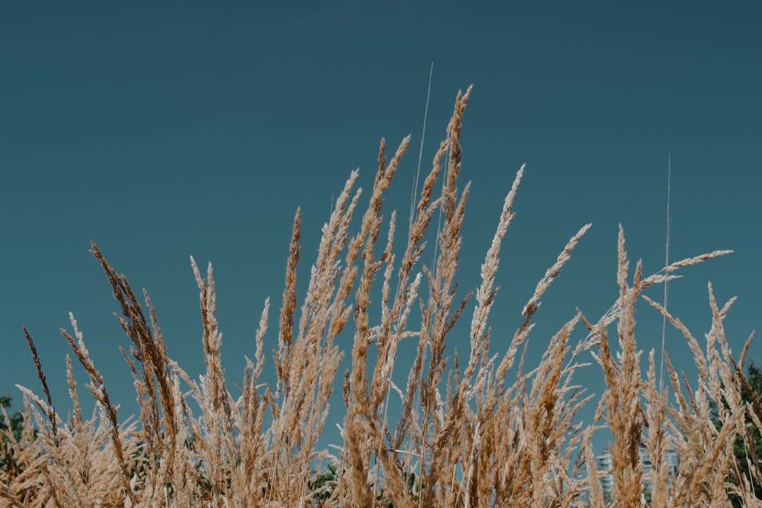коричневое пшеничное поле под голубым небом в дневное время онлайн-пазл