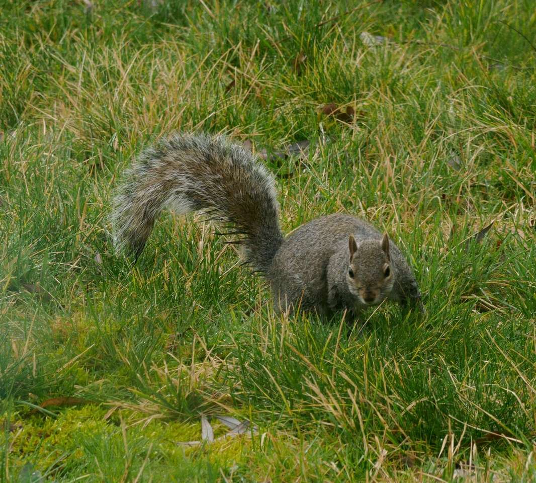 szürke mókus nappal a zöld füvön online puzzle