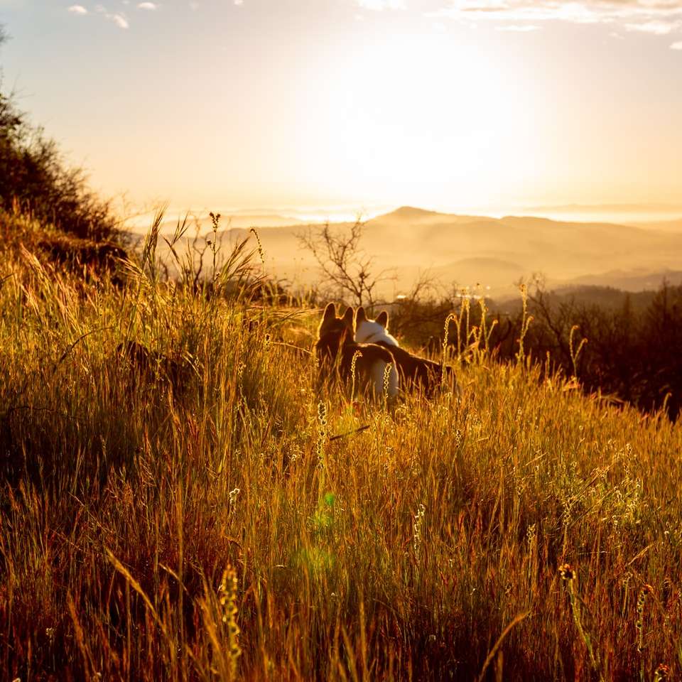 bruin en wit paard op groen grasveld tijdens zonsondergang legpuzzel online