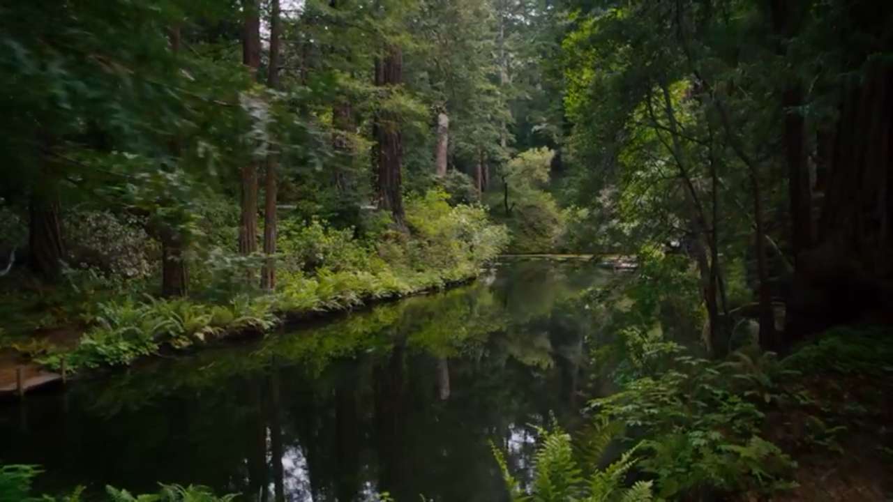 река в лесу онлайн-пазл