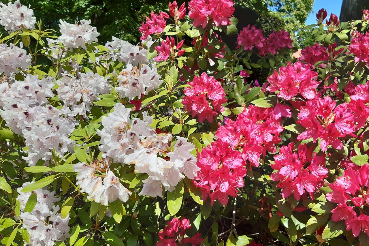 arbustos com flores quebra-cabeças online