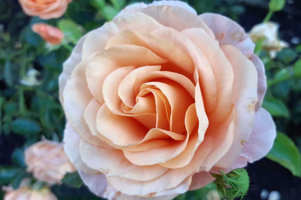 trandafir regina florilor jigsaw puzzle online