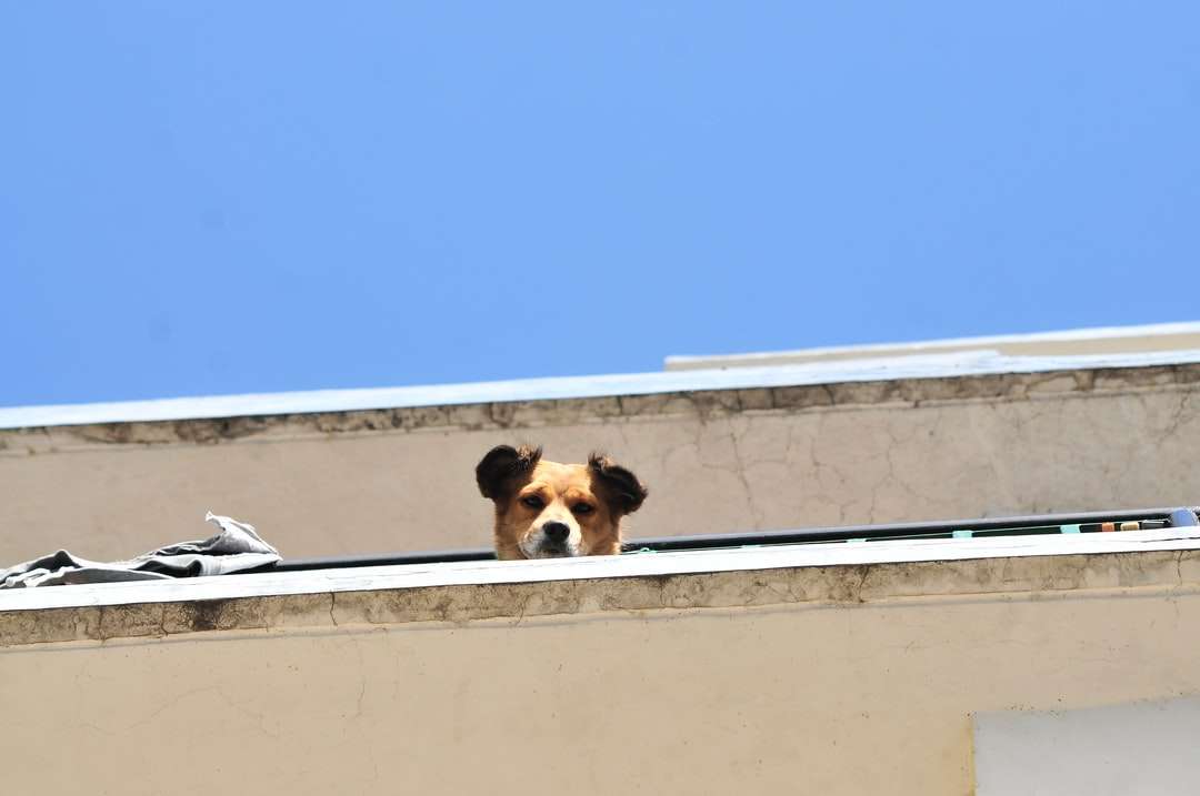 cachorro peludo curto marrom e branco na parede de concreto branco quebra-cabeças online