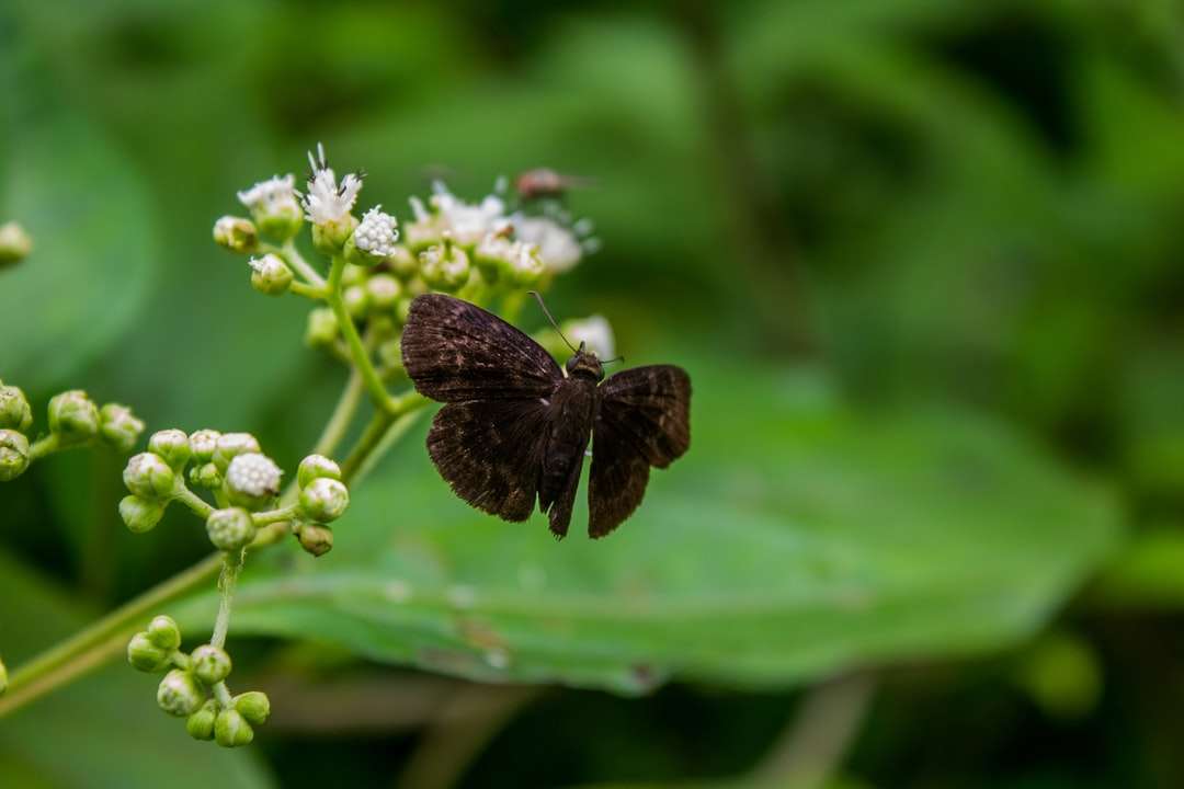 Mariposa marrón encaramado sobre flor blanca rompecabezas en línea