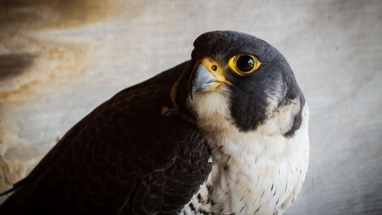 Falco pellegrino puzzle online