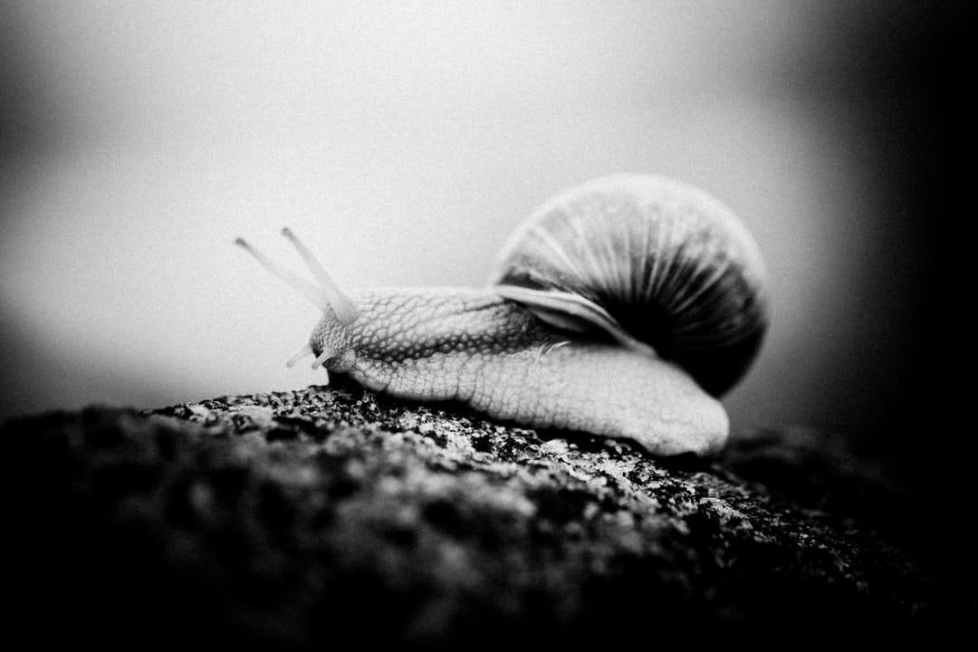 grayscale photo of snail on ground jigsaw puzzle online