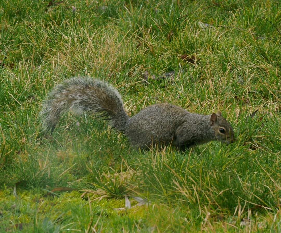 graues Eichhörnchen auf grünem Gras während des Tages Puzzlespiel online