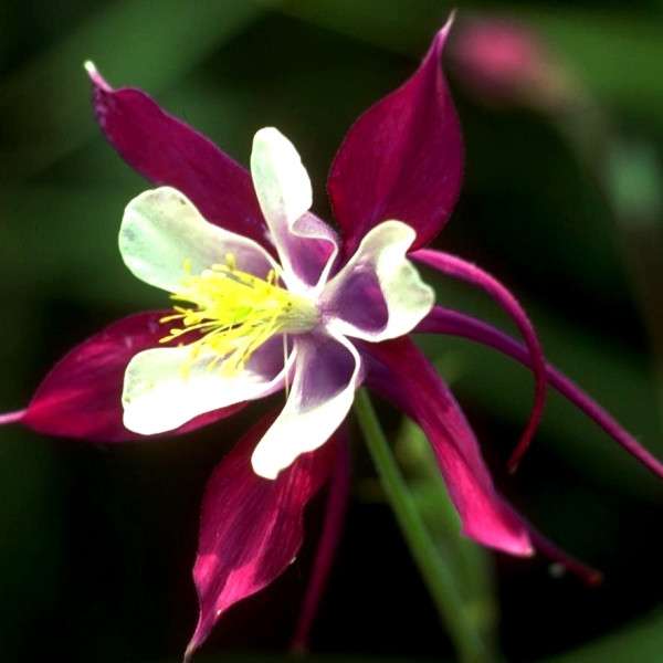 λουλούδι του στίγματος αετού online παζλ