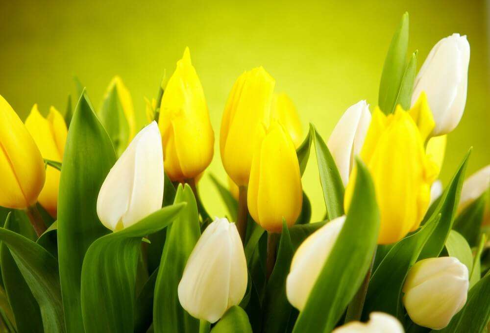 yellow tulips jigsaw puzzle online