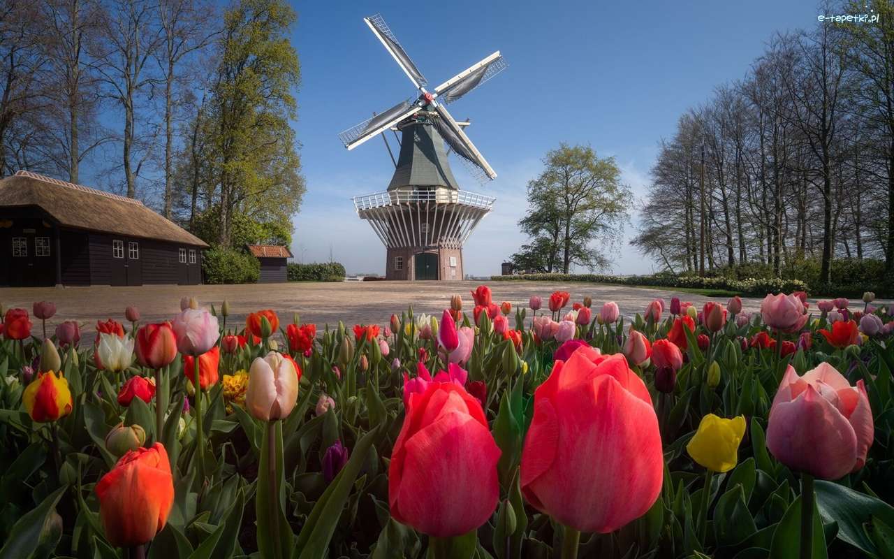 Niederlande-Tulpen, Windmühle Online-Puzzle