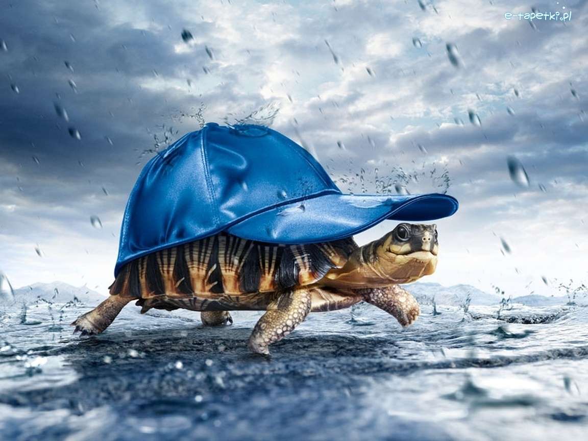 Bild - Schildkröte in einer Kappe Puzzlespiel online