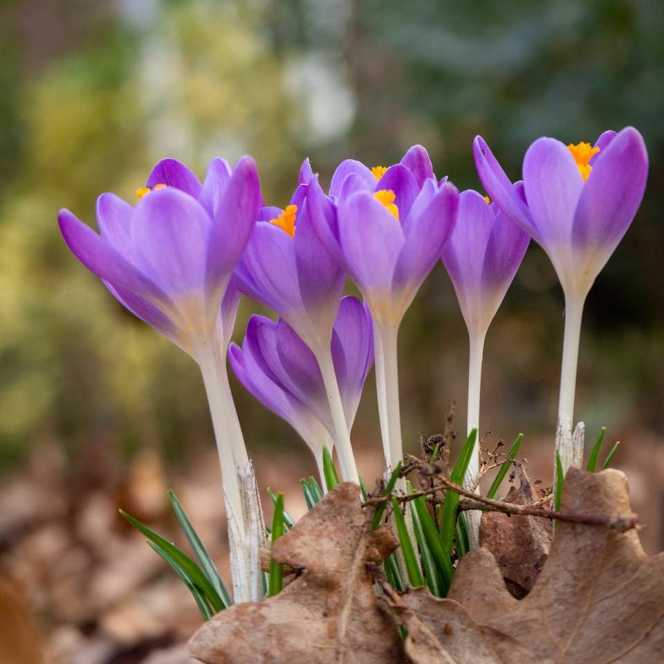 Fleurs de crocus violet en fleur pendant la journée puzzle en ligne