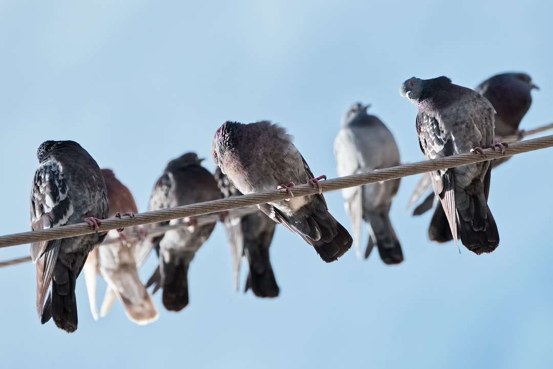 Schwarzweiss-Vögel auf braunem Holzstab während des Tages Online-Puzzle