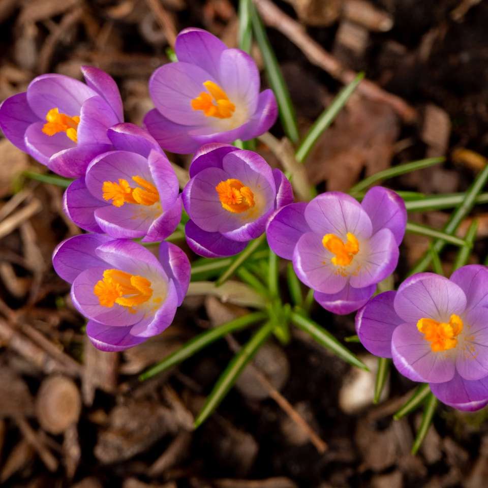 fialové květy na hnědé půdě skládačky online