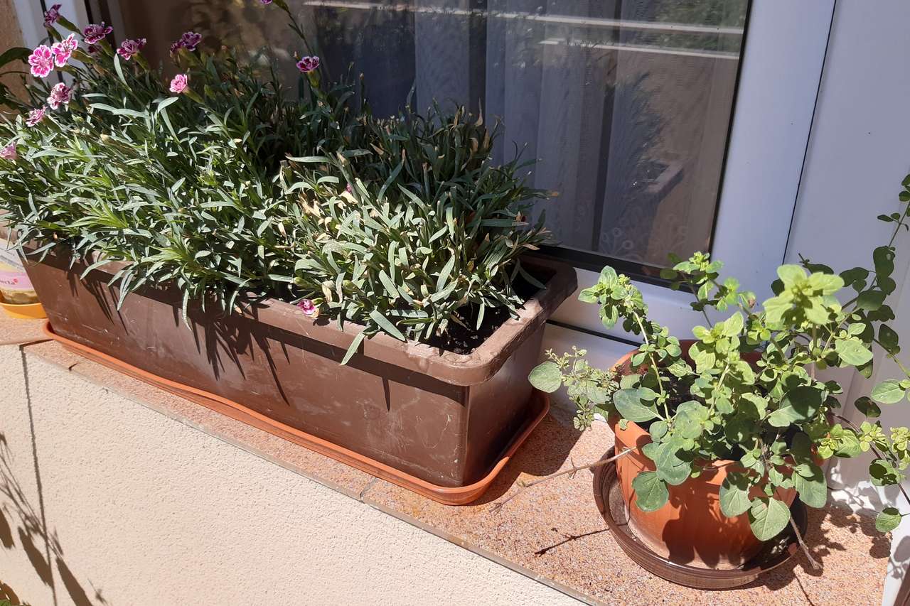 piante sul davanzale della finestra puzzle online