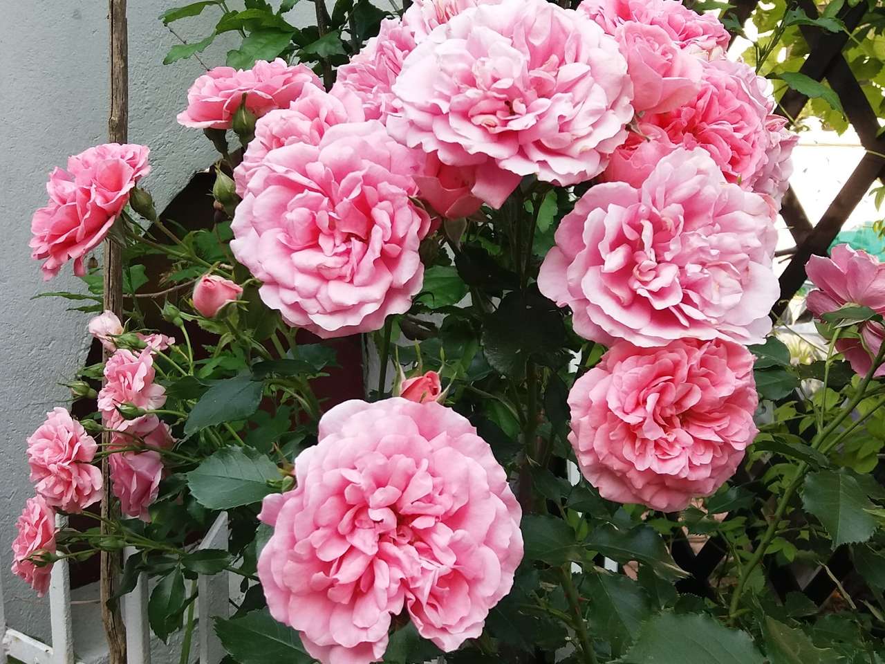 Цветните рози винаги красиви онлайн пъзел