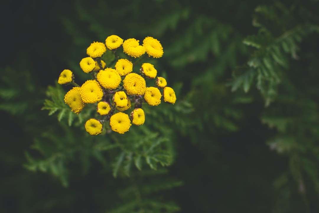 gula blommor med gröna blad Pussel online