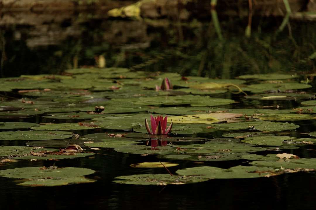 flor de loto rosa sobre el agua rompecabezas en línea