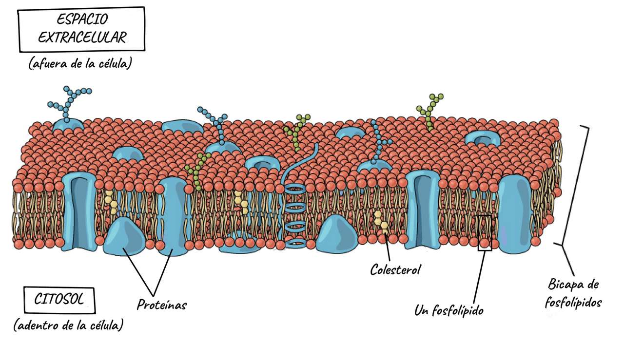 la membrane cellulaire puzzle en ligne