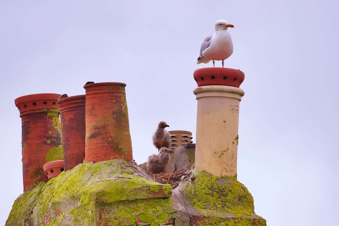 стадо птици на върха на кафява бетонна кула онлайн пъзел