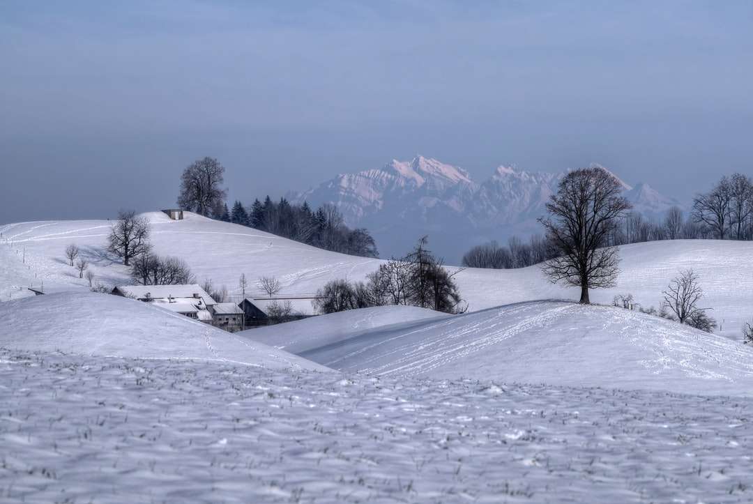 schneebedecktes Feld mit kahlen Bäumen und Bergen in der Ferne Online-Puzzle