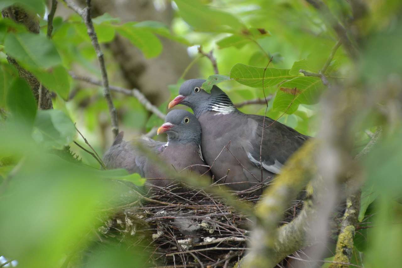 Dřevěné holuby na hnízdě skládačky online