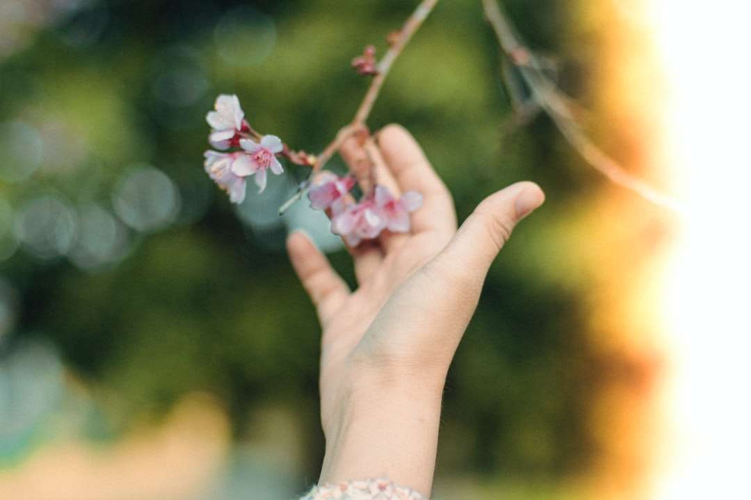 persona sosteniendo flores blancas y rosadas rompecabezas en línea