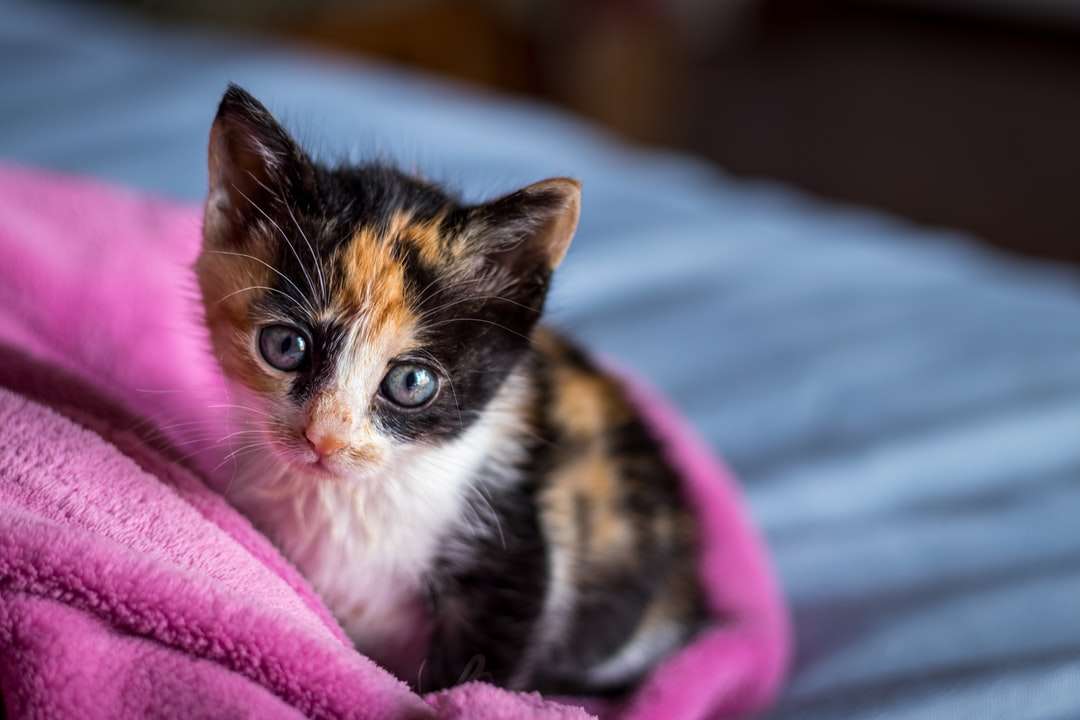 кафява и бяла котка върху розов текстил онлайн пъзел