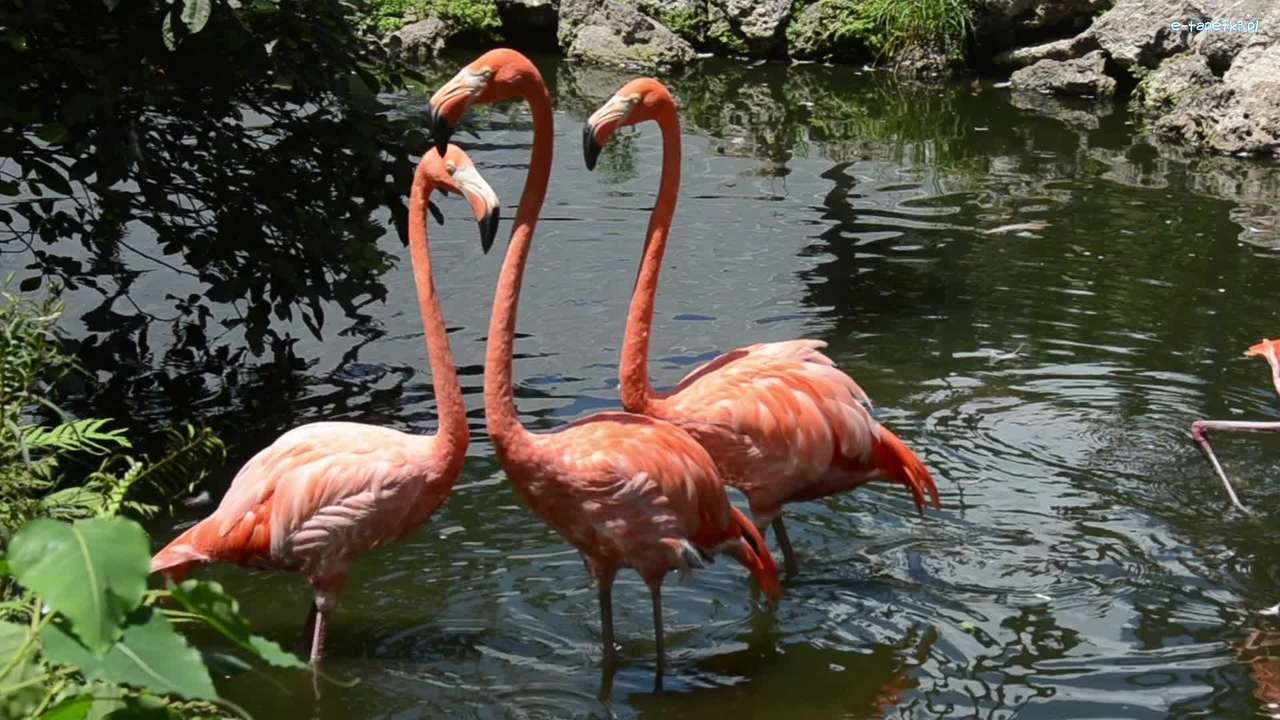 flamingo's in het water legpuzzel online