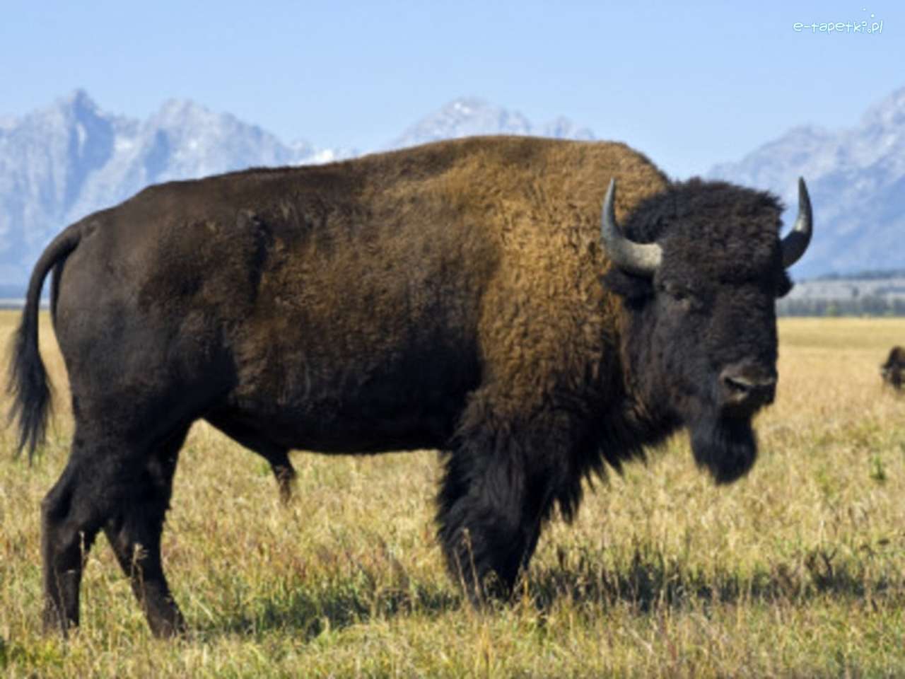 bisonte in montagna puzzle online