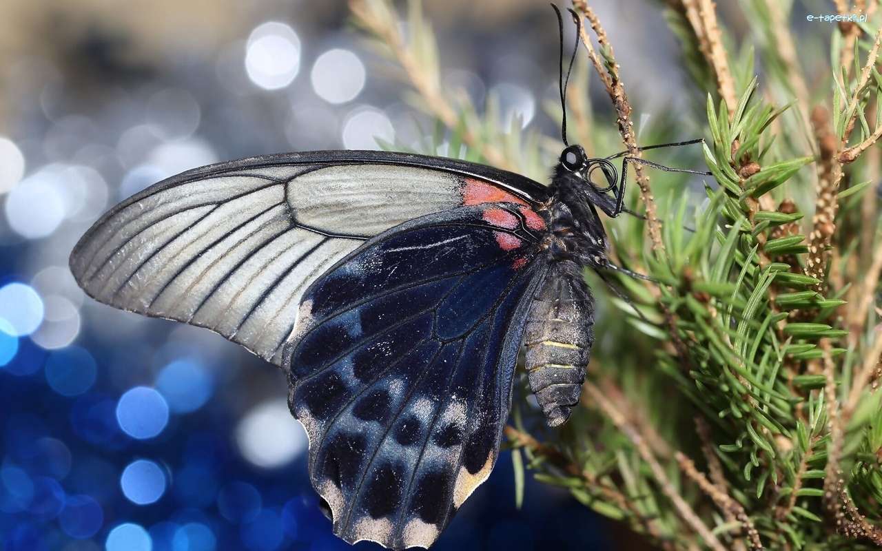 бабочка на ветке пазл онлайн