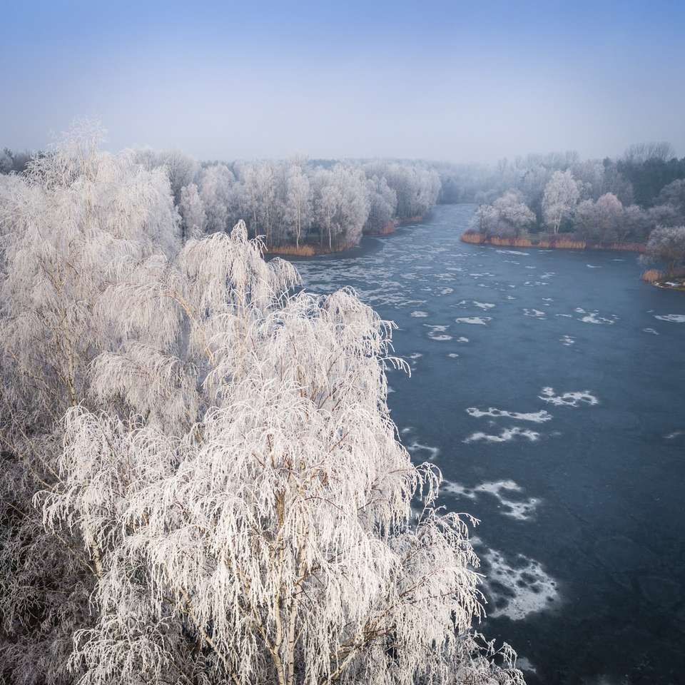 white trees between lake jigsaw puzzle online