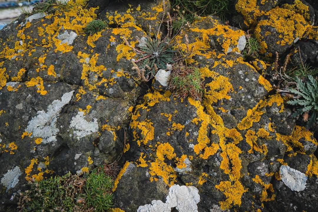 folhas amarelas e brancas na rocha cinza puzzle online