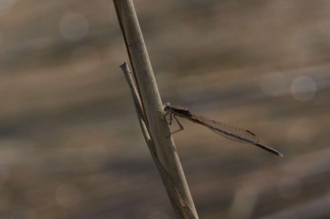 libellula marrone e nera su bastone marrone puzzle online
